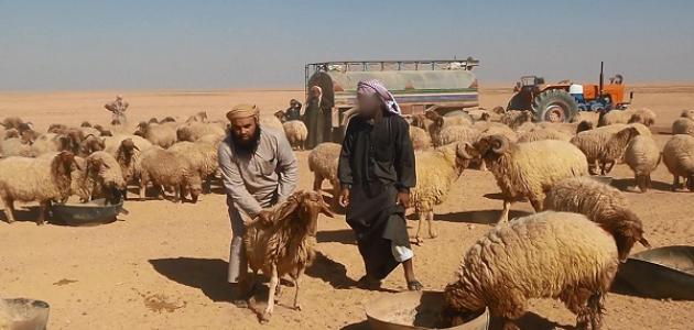 تصدير ٣٦ ألف رأس غنم لدول