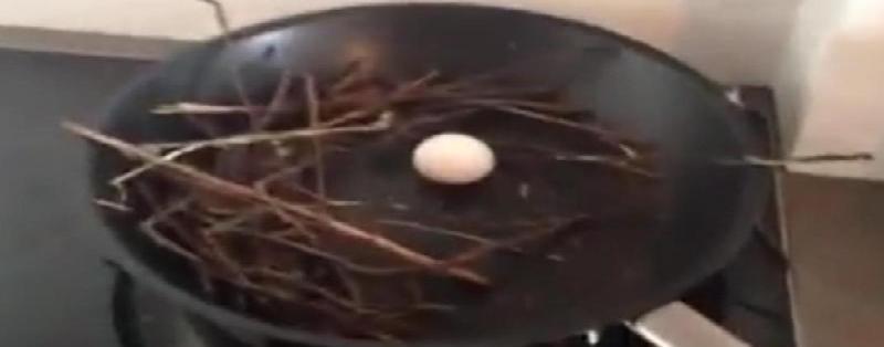 بالفيديو: حمامة تقتحم منزلا وتضع بيضها