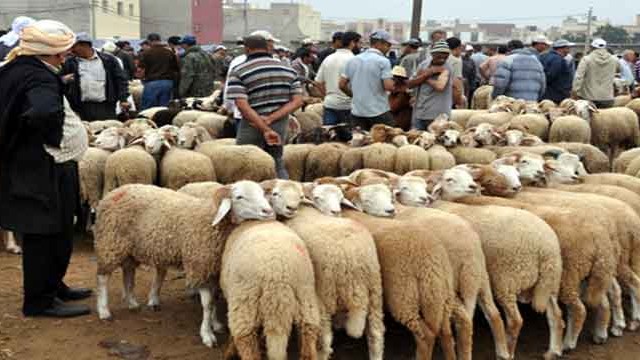 حدادين : السوق هو من يحدد