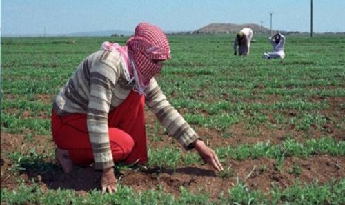 (الزراعة) تدعو لري المزروعات ليلا