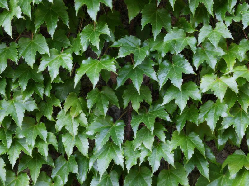 نبات اللبلاب .. صيدلية طبيعية متكاملة