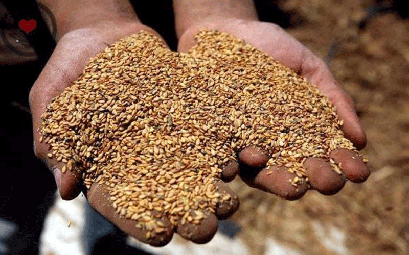 ’الزراعة‘ ترفض ادخال شحنة ’سمسم‘ لاحتوائها