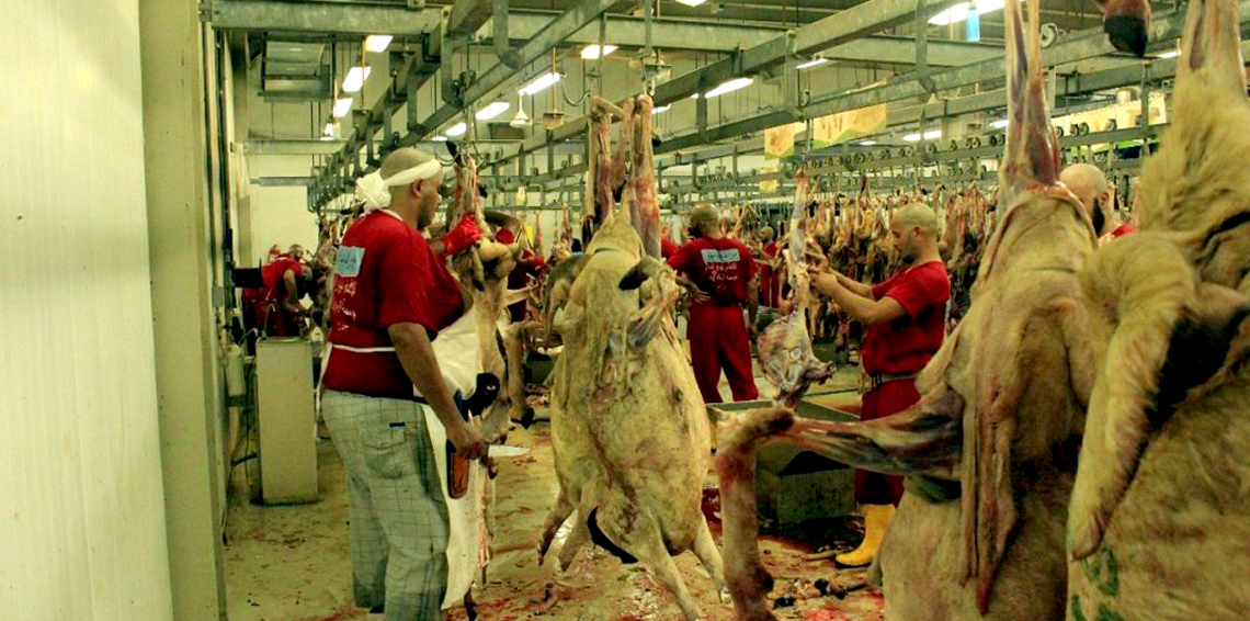 أضاحي موسم الحج تتجاوز 840 ألف