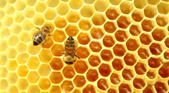 (صمغ النحل) سر صحة وجمال البشرة