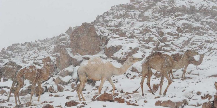 بالصور.. الثلوج تغطي تبوك وانخفاض شديد