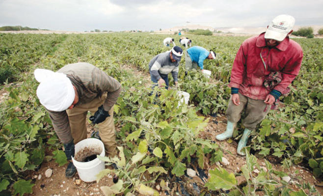 نجاة 20 % فقط من مزروعات