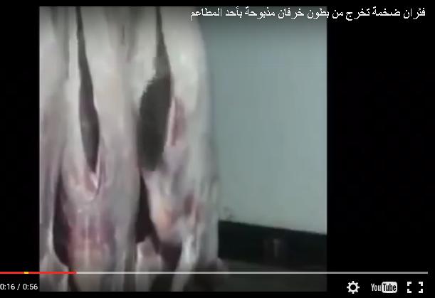 فئران ضخمة داخل خرفان مذبوحة في