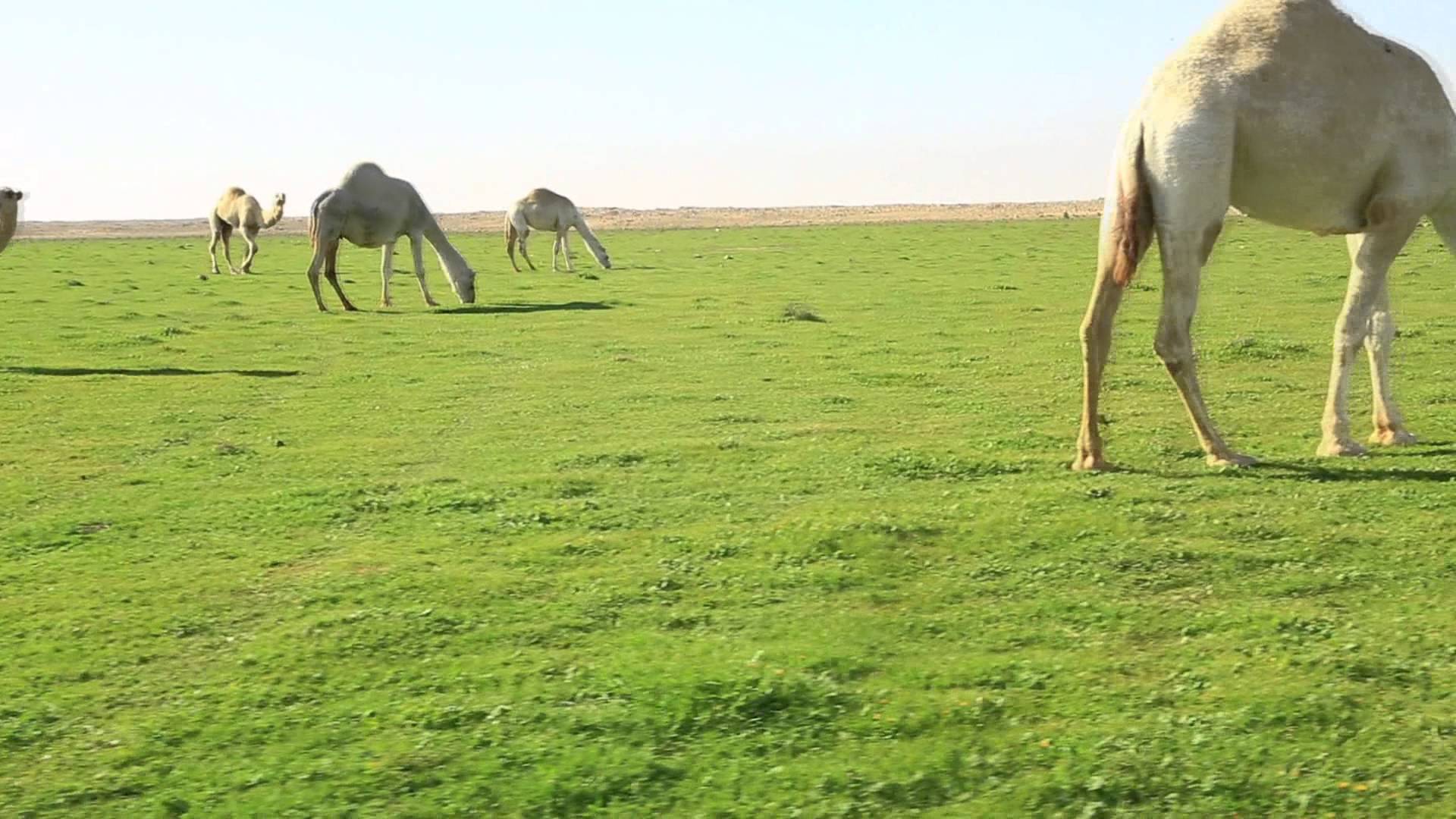 الاجواء ربيعية معتدلة في معظم مناطق