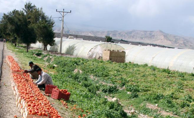 خبراء يدعون إلى توجيه المزارعين للتعامل