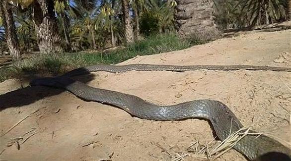 تونس: فلاح يقتل أفعى طولها 19