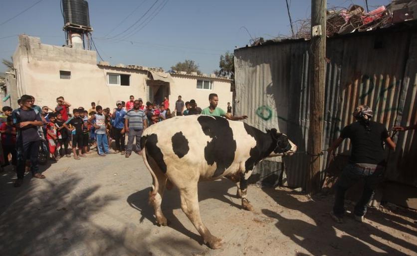 أجواء العيد بغزة: ذبح وتوزيع أضاحي