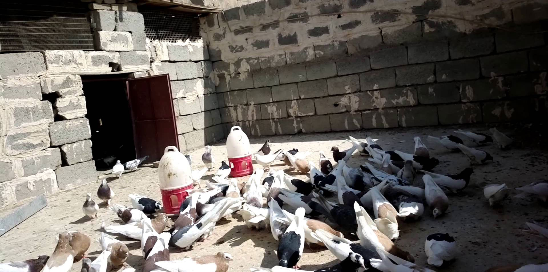 إيران تضبط 100 حمامة تستخدم لتهريب