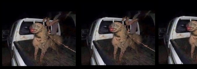 بالصورة.. (ضبع) شفا بدران في قبضة