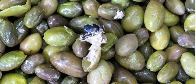 تهريب مخدرات في حبات الزيتون صور