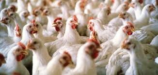 دجاج صيني مغلف أردنيا يثير القلق