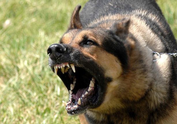 كلب يتلقى أربع رصاصات بدلا من