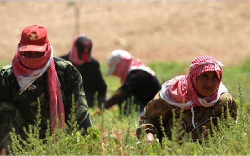 94 ألف تصرح عمل للاجئين السوريين