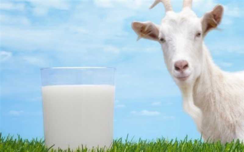 تعرف على الفوائد الصحية للبن الماعز