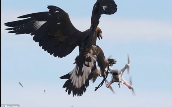 بالفيديو.. تدريب صقور على إسقاط طائرات