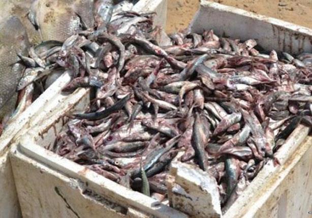 ضبط واتلاف 2.5 طن اسماك غير