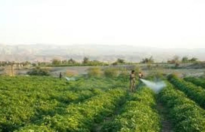 14 ألف مزارع ملاحقون قضائيا بوادي