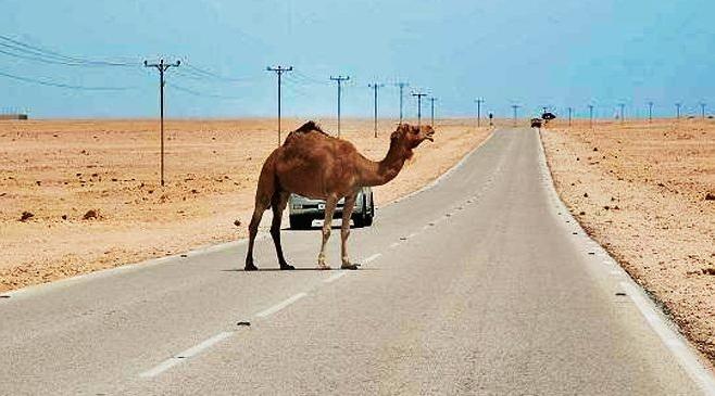 وفاة إثر اصطدام مركبة بجمل في