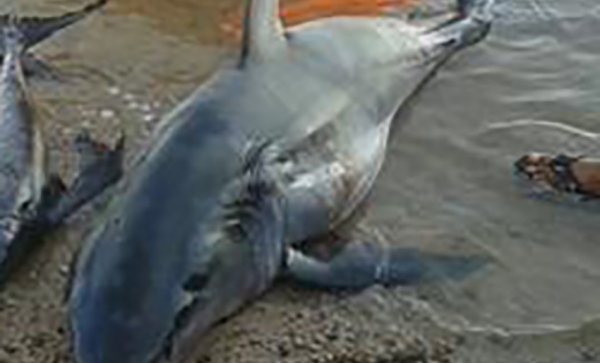 11 ساعة لاصطياد سمكة ضخمة في