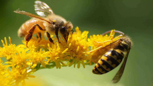انقراض النحل خسارة كبيرة للإنسان والطبيعة