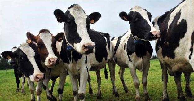 تركيا تطرد أبقار هولندية وسط أزمة