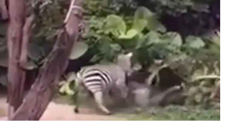 بالفيديو .. 39حمار وحشي39 ينقض على