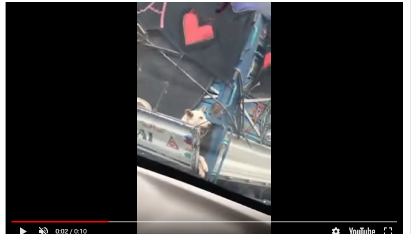 شاهد بالفيديو.. .سائق يصعق الجميع بهذا