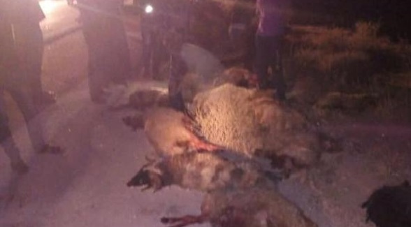 نفوق 18 راسا من الاغنام بحادث