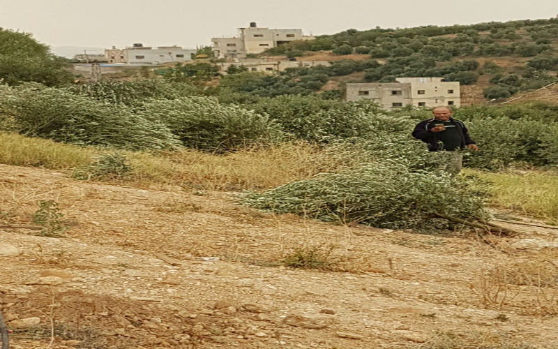 قوات الإحتلال تقتلع 330 شجرة زيتون