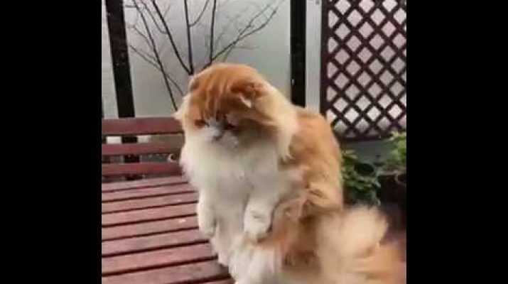 قط يرى الثلج لاول مرة.. شاهد