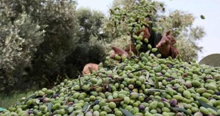 تصدير 6 آلاف طن زيتون اردني