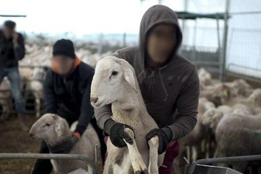 القبض على شخصين متورطين بسرقة اغنام