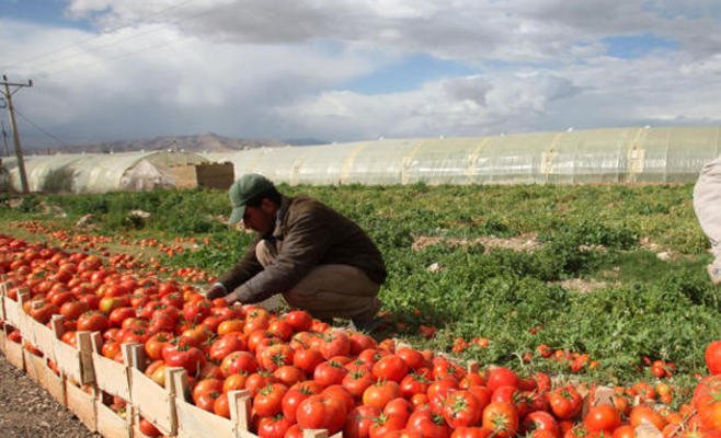 انخفاض صادرات الأردن من الخضار إلى