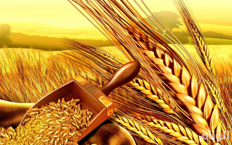 لجان استلام الحبوب تباشر عملها غدا