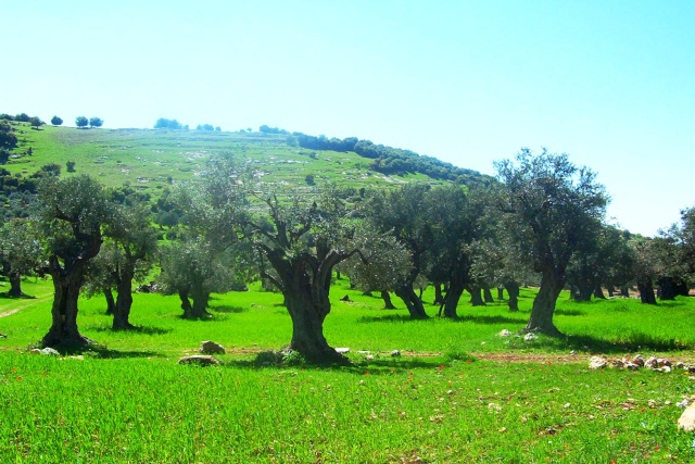 اجواء ربيعية معتدلة اليوم وغدا