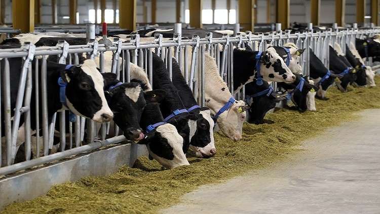 3 آلاف بقرة أمريكية لمواجهة الحصار