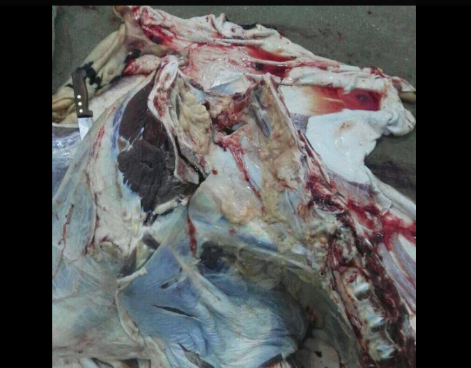 ضبط لحوم أبقار «غير صالحة للاستهلاك