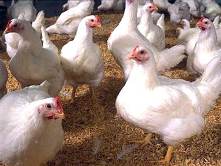 خلو موائد الأردنيين من الدجاج لسبعة