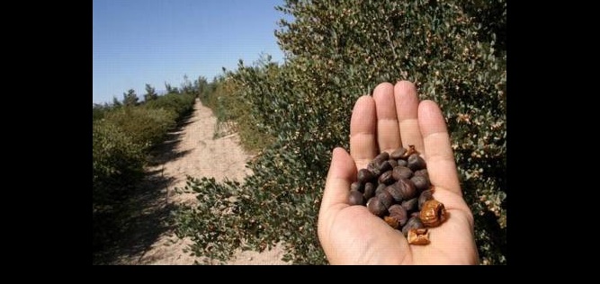 الجامعة الأردنية تصمم جهاز إنتاج الوقود