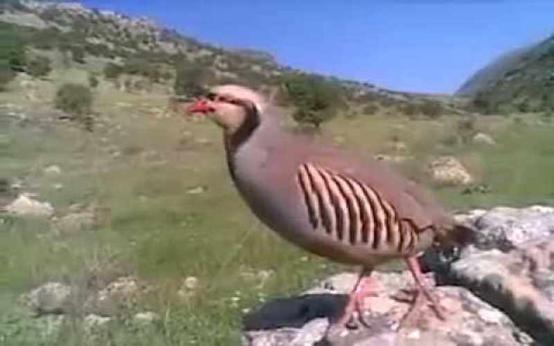 الملكية لحماية الطبيعة تطلق 600 طائر