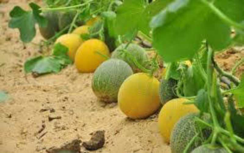 الزراعة ردا على إشاعة الواتساب: الاردن