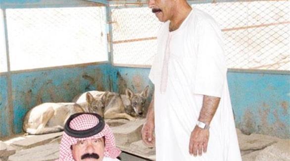سعودي ستيني يربي 10 ذئاب في