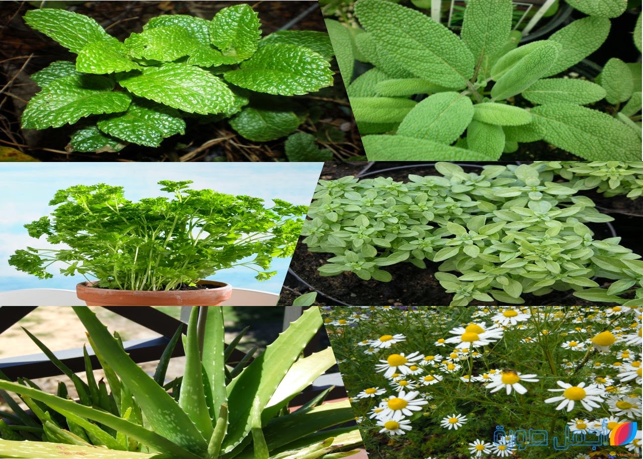 دورة تدريبية حول زراعة النباتات الطبية