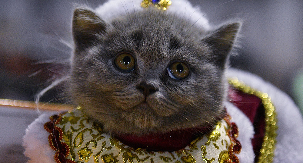 وظيفة غريبة لمحبي القطط