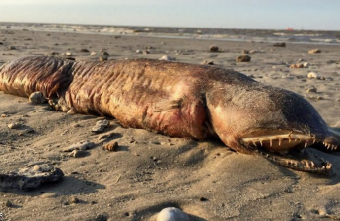 أمواج الإعصار هارفي تجرف مخلوقا مخيفا