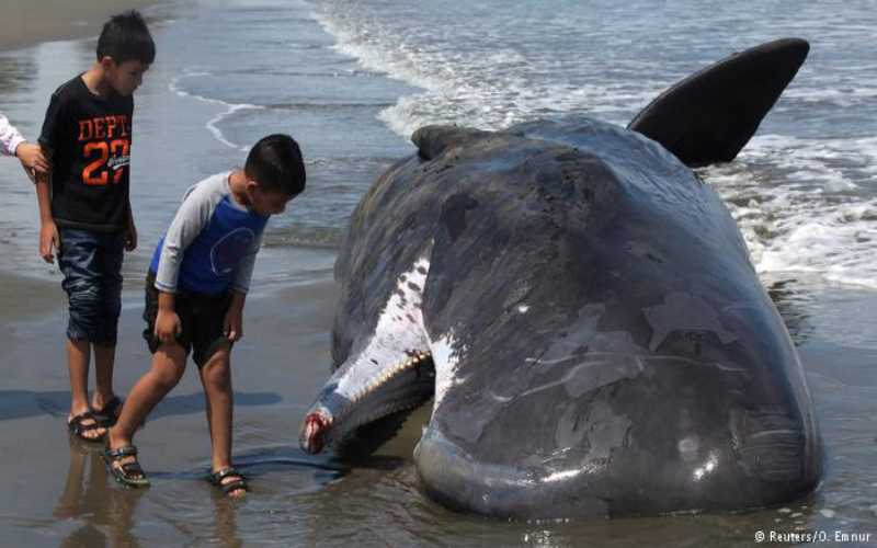 حوت نافق في تايلاند ابتلع 80